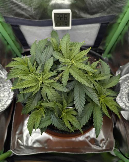 Mexican Sativa on 40x40cm. Week 5 - 27.03.2026