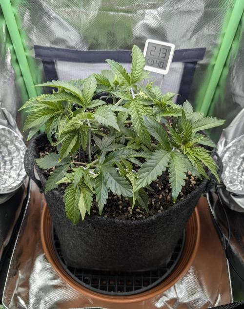 Mexican Sativa on 40x40cm. Week 5 - 27.03.2026