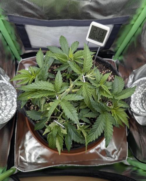 Mexican Sativa on 40x40cm. Week 5 - 27.03.2026