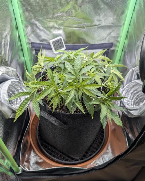 Mexican Sativa on 40x40cm. Week 6 - 03.04.2026