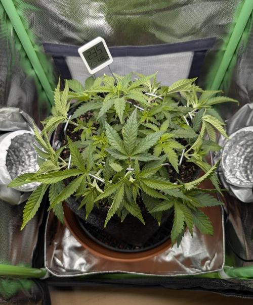 Mexican Sativa on 40x40cm. Week 6 - 03.04.2026
