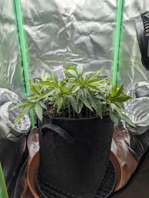 Mexican Sativa on 40x40cm. Week 6 - 03.04.2026