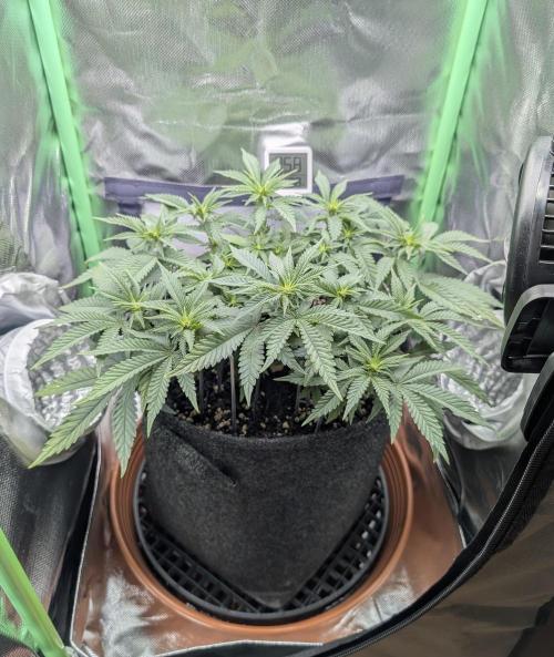 Mexican Sativa on 40x40cm. Week 7 - 10.04.26