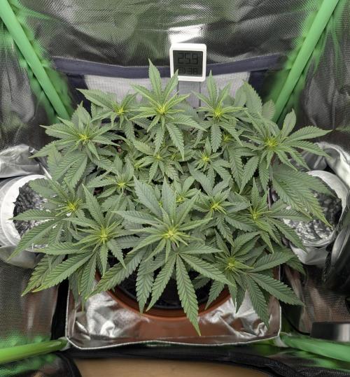 Mexican Sativa on 40x40cm. Week 7 - 10.04.26