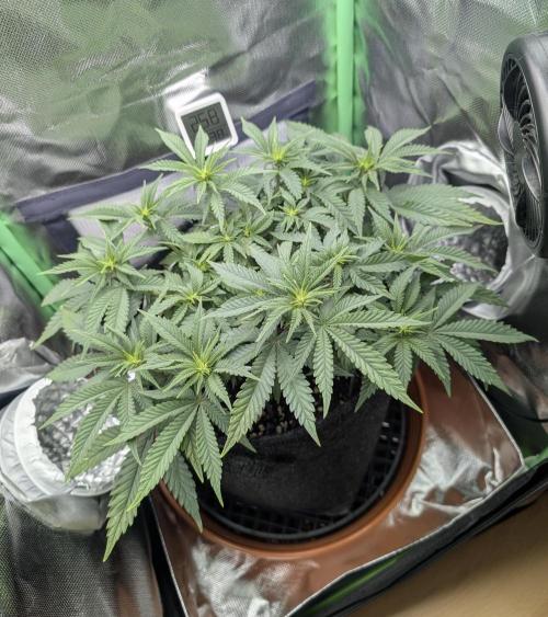 Mexican Sativa on 40x40cm. Week 7 - 10.04.26