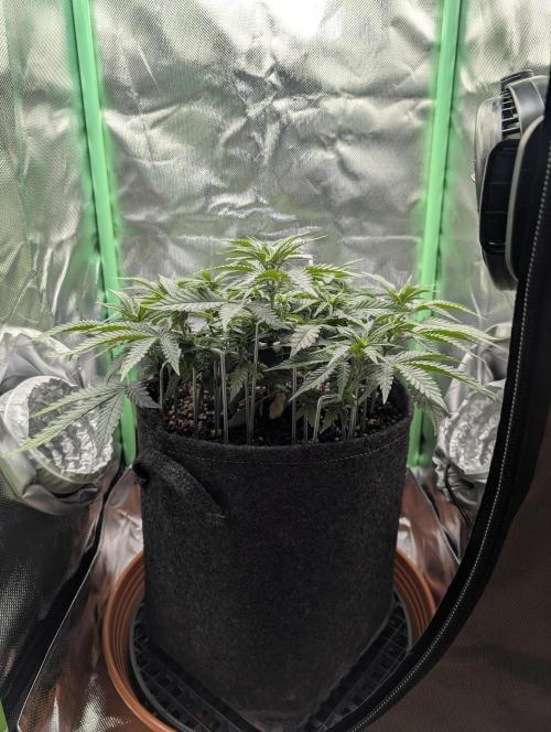 Mexican Sativa Fem. Week 7