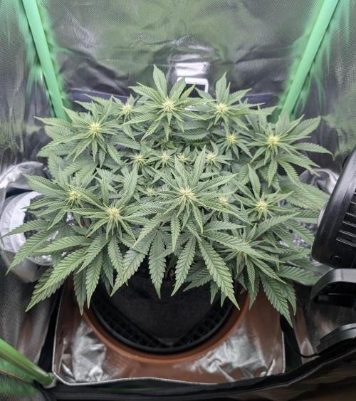 Mexican Sativa on 40x40cm. Week 8 - 17.02.26
