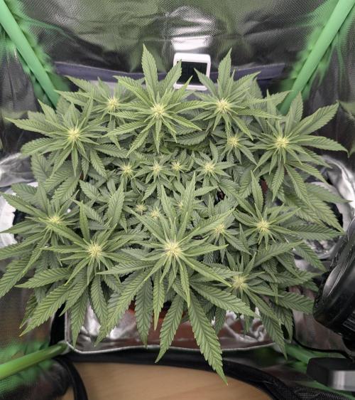 Mexican Sativa on 40x40cm. Week 8 - 17.04.25