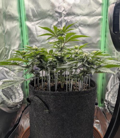 Mexican Sativa Fem. Week 8