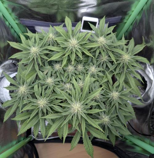 Mexican Sativa on 40x40cm. Week 9 - 24.04.26