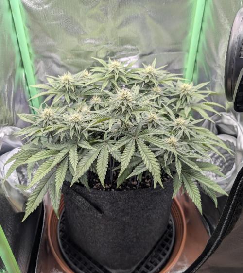 Mexican Sativa on 40x40cm. Week 9 - 24.04.26