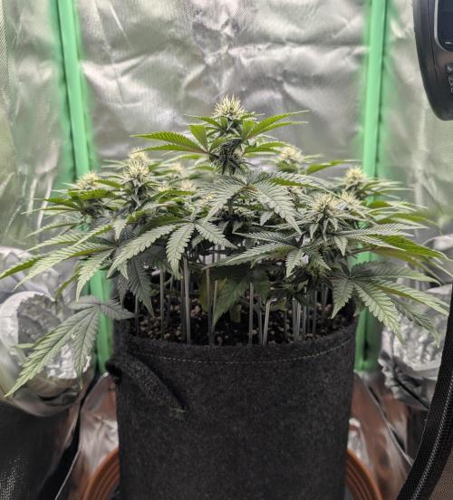 Mexican Sativa on 40x40cm. Week 9 - 24.04.26