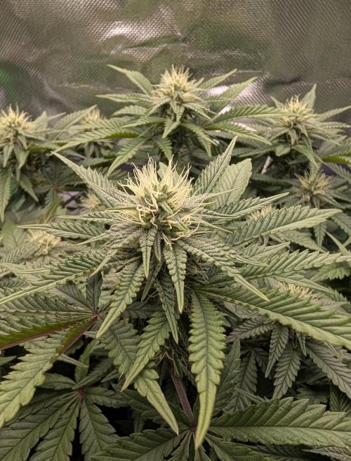 Mexican Sativa Fem. Week 9