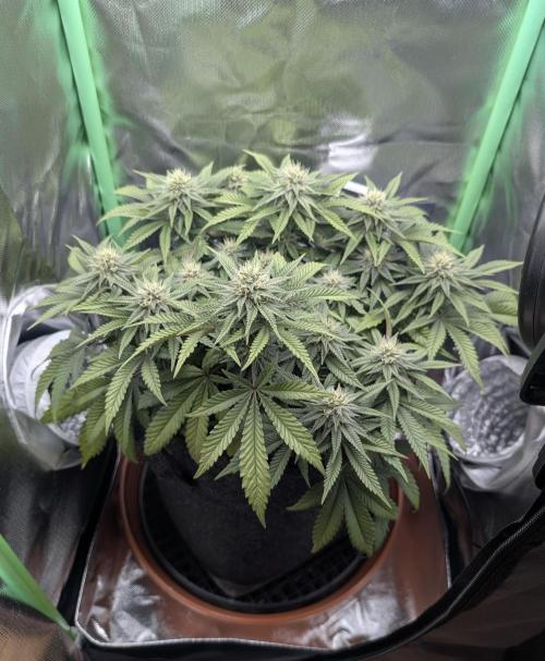 Mexican Sativa on 40x40cm. Week 10 - 01.05.26