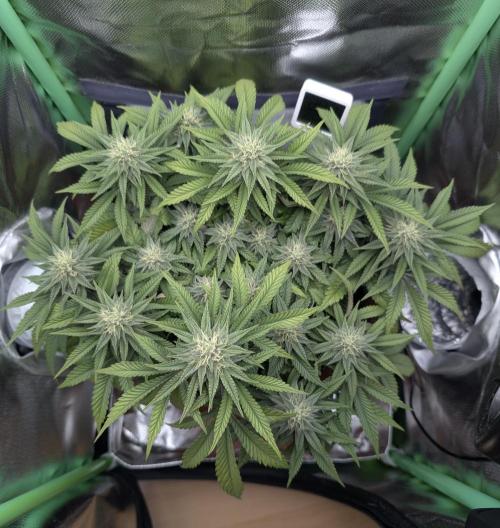 Mexican Sativa on 40x40cm. Week 10 - 01.05.26