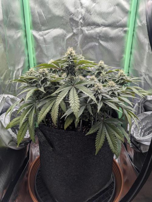 Mexican Sativa on 40x40cm. Week 10 - 01.05.26