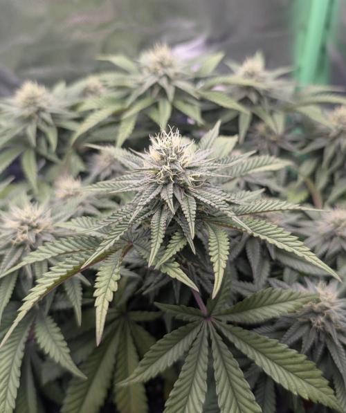 Mexican Sativa on 40x40cm. Week 10 - 01.05.26