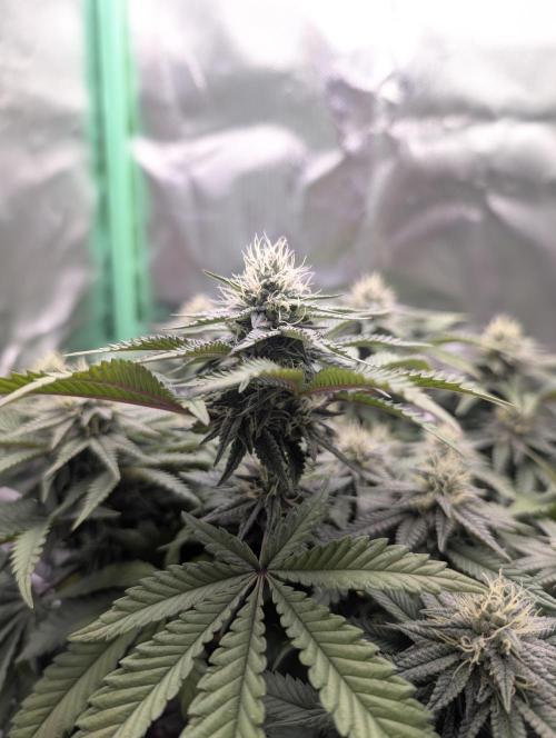 Mexican Sativa on 40x40cm. Week 10 - 01.05.26