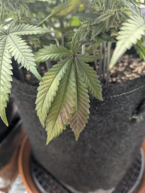 Mexican Sativa Fem. Week 10