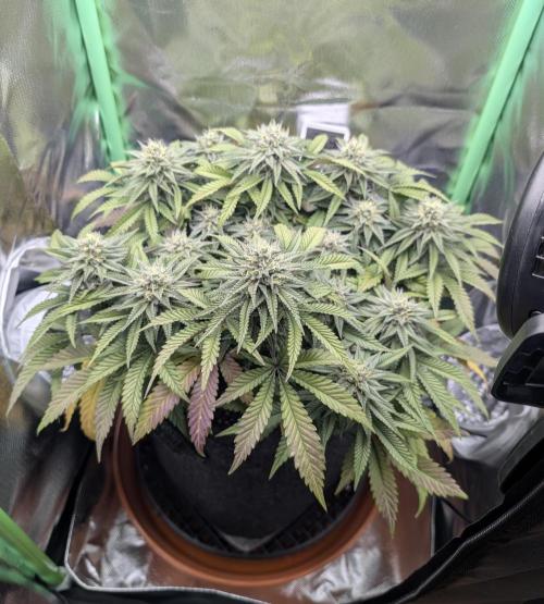 Mexican Sativa on 40x40cm. Week 11 - 08.05.26