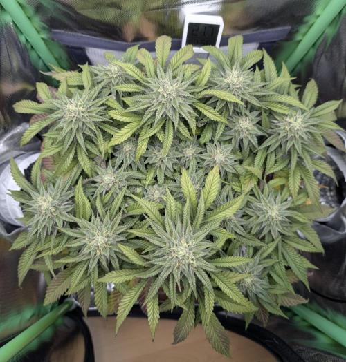 Mexican Sativa on 40x40cm. Week 11 - 08.05.26