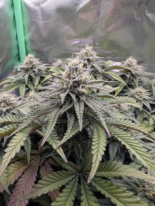 Mexican Sativa on 40x40cm. Week 11 - 08.05.26