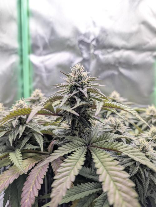 Mexican Sativa on 40x40cm. Week 11 - 08.05.26