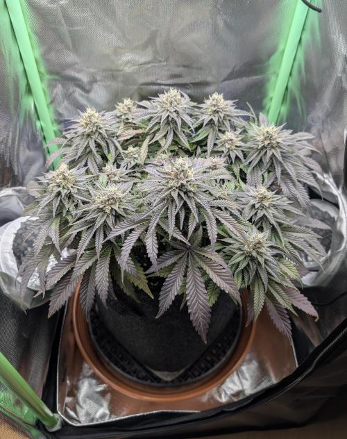 Mexican Sativa on 40x40cm. Week 12 - 15.05.26