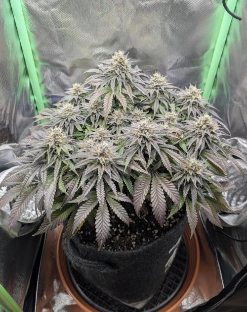 Mexican Sativa on 40x40cm. Week 12 - 15.05.26
