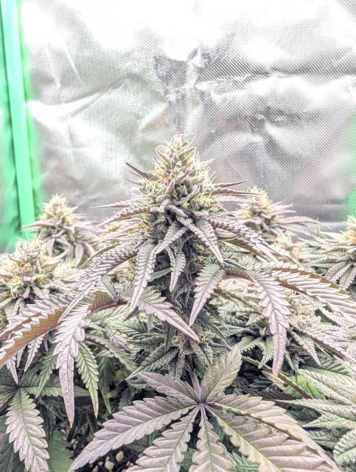 Mexican Sativa on 40x40cm. Week 12 - 15.05.26
