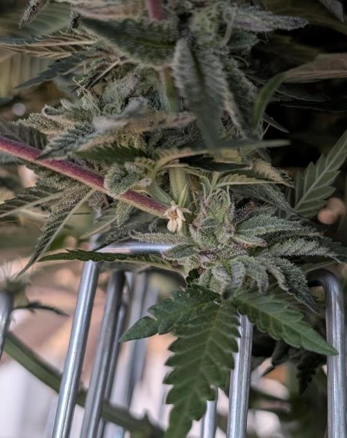 Mexican Sativa Fem. Week 12