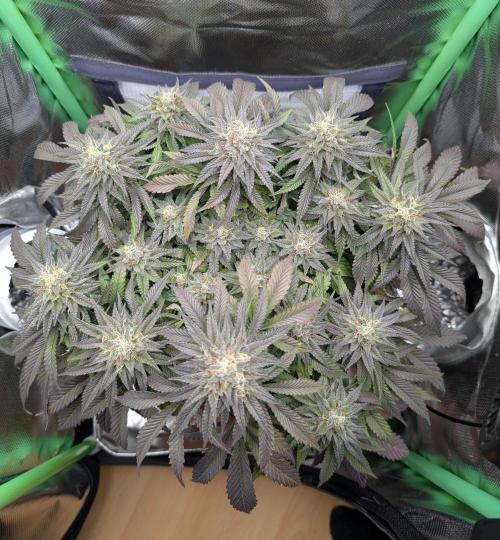 Mexican Sativa Fem. Week 12