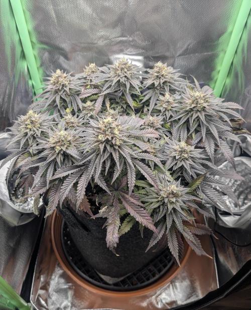 Mexican Sativa on 40x40cm. Week 13 - 22.05.26