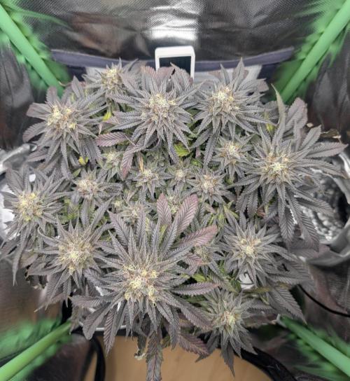 Mexican Sativa on 40x40cm. Week 13 - 22.05.26