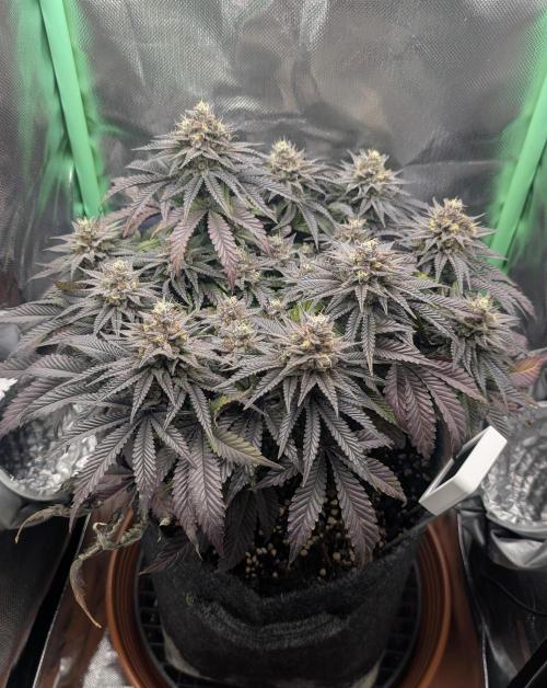 Mexican Sativa on 40x40cm. Week 13 - 22.05.26
