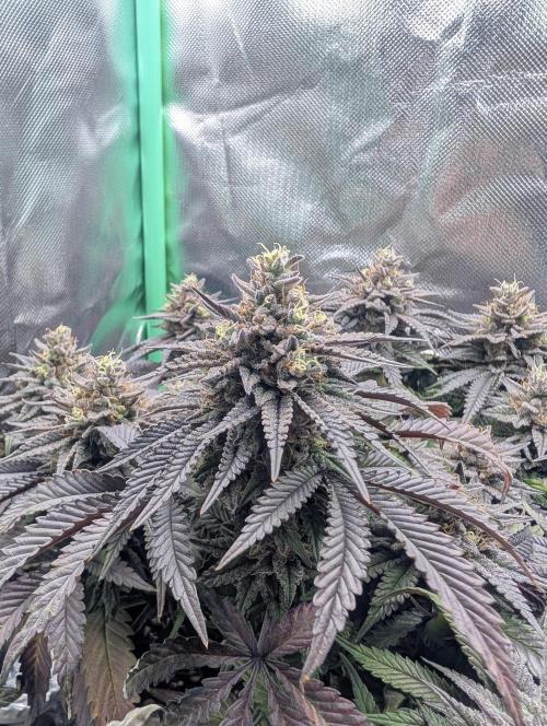 Mexican Sativa on 40x40cm. Week 13 - 22.05.26
