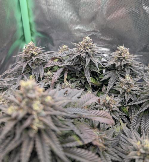 Mexican Sativa on 40x40cm. Week 13 - 22.05.26