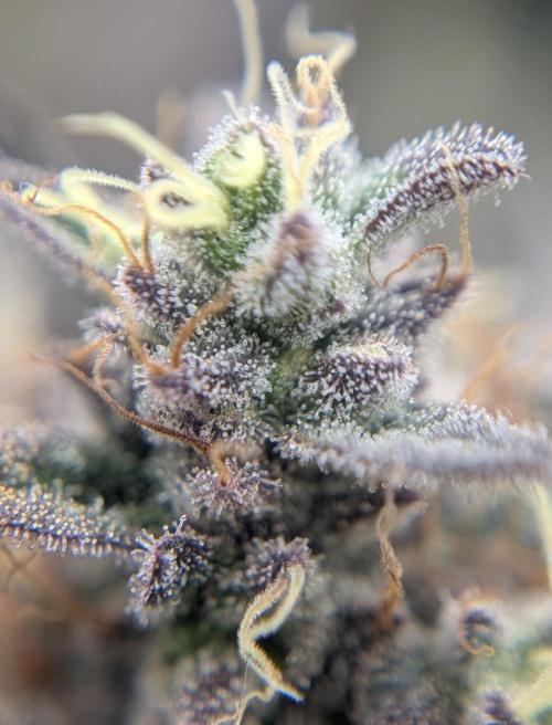 Mexican Sativa on 40x40cm. Week 13 - 22.05.26
