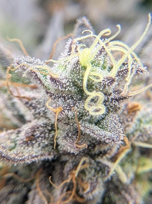 Mexican Sativa on 40x40cm. Week 13 - 22.05.26