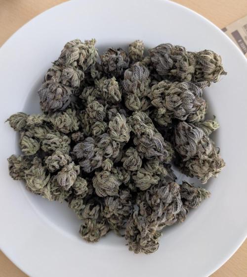 Mexican Sativa on 40x40cm. Week 14