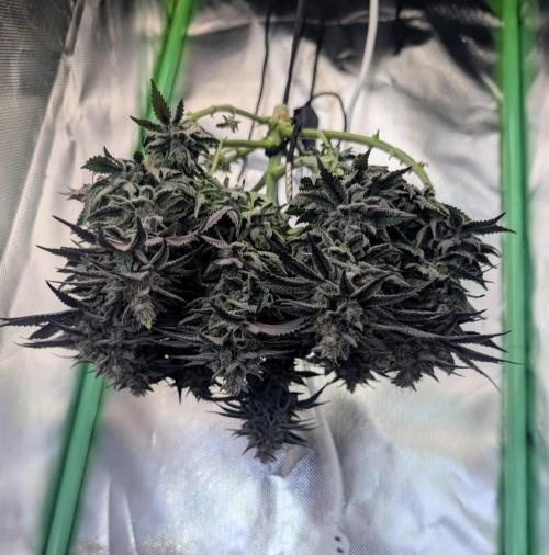 Mexican Sativa on 40x40cm. Week 14