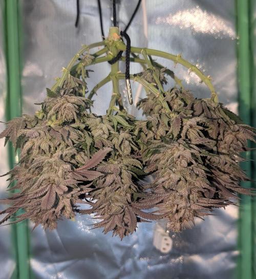 Mexican Sativa on 40x40cm. Week 14