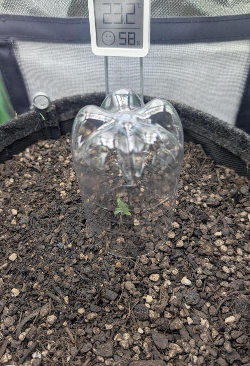 Shaman by Dutch Passion. Week 0