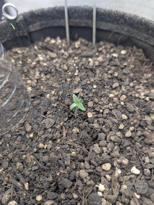 Shaman by Dutch Passion. Week 0