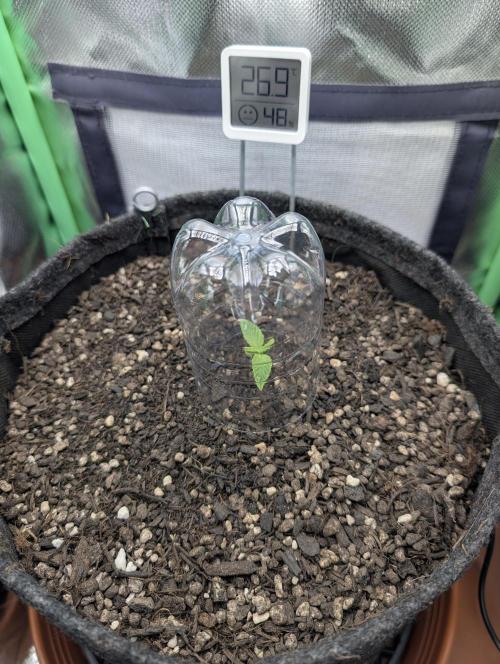 Shaman by Dutch Passion. Week 1