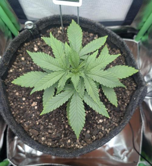 Shaman by Dutch Passion. Week 3