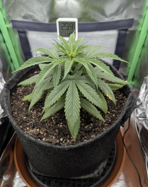 Shaman by Dutch Passion. Week 4