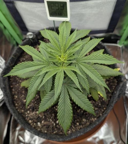 Shaman by Dutch Passion. Week 4