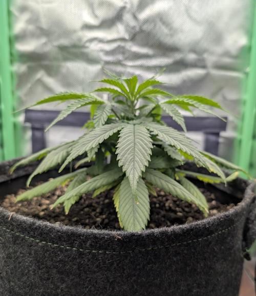 Shaman. Week 4