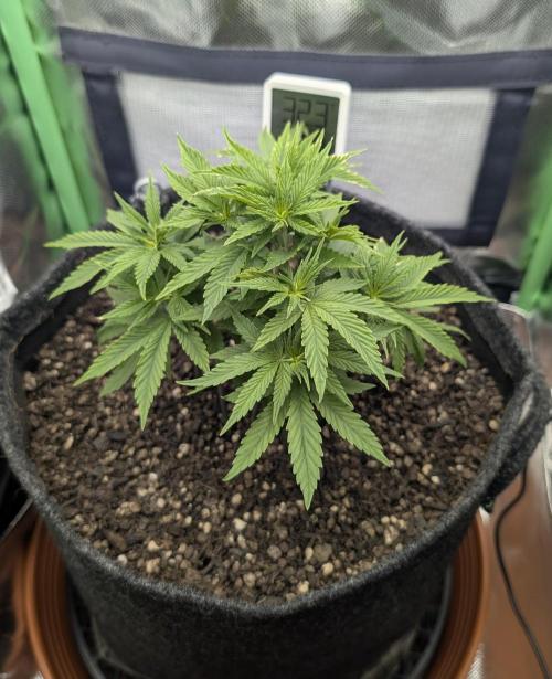 Shaman by Dutch Passion. Week 5
